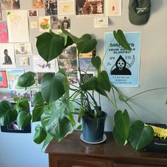 Medium Size Monstera Houseplant