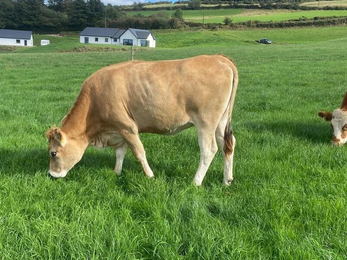 17 Fleck cross in Calf Heifers for Sale