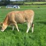 17 Fleck cross in Calf Heifers for Sale Image 10