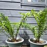 2 large ferns 25 each Image 3