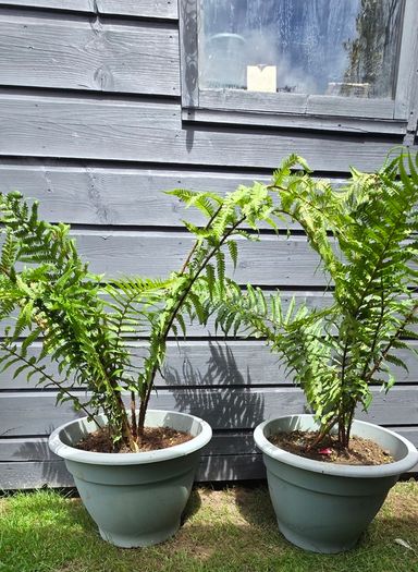 2 large ferns 25 each