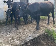 Two Angus First Calvers And Heifer Calves