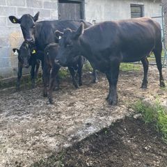 Two Angus First Calvers And Heifer Calves
