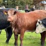 15 super breeding heifers for tullamore mart 26th Image 6