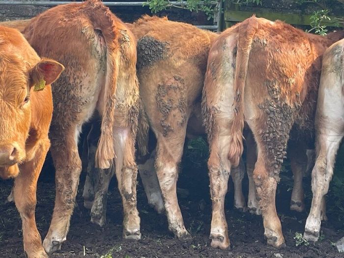 47 super store heifers 450 kg