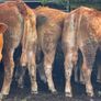 47 super store heifers 450 kg Image 4