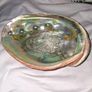 Beautiful Abalone shell Image 6