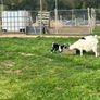 Pygmy goats  female kids Image 2