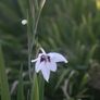 Vintage M42 Lens Kit (Helios 44, Pentacon 135, extension tubes) for Fujifilm X Image 7