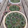 Succulent Plant Image 5