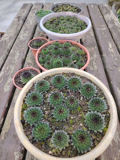 Succulent Plant