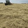 Hay for sale Image 3