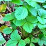 Wild Strawberries plants Image 3