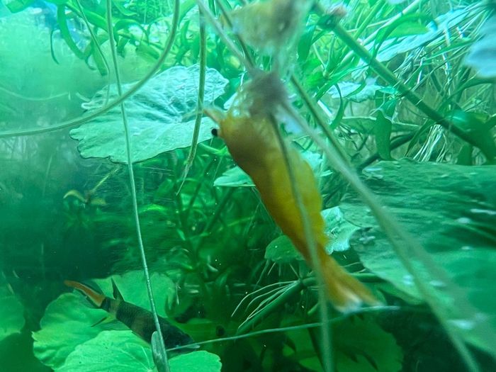 Yellow neocaridina shrimp