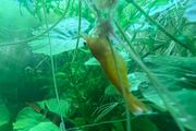 Yellow neocaridina shrimp