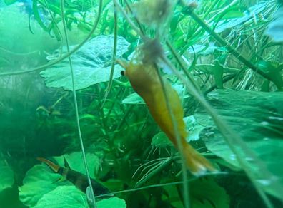 Yellow neocaridina shrimp
