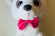 White plush toy dog - teddy