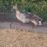 Duck and Drake Abacot Ranger Image 3