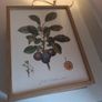 Frames botanical fruit prints (separately or as part of a set) Image 8