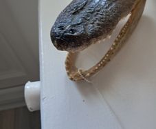 Old preserved alligator head