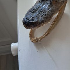 Old preserved alligator head