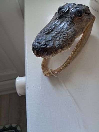 Old preserved alligator head