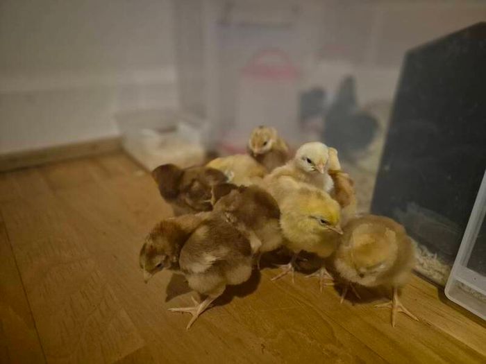 chicks