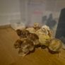 chicks Image 2