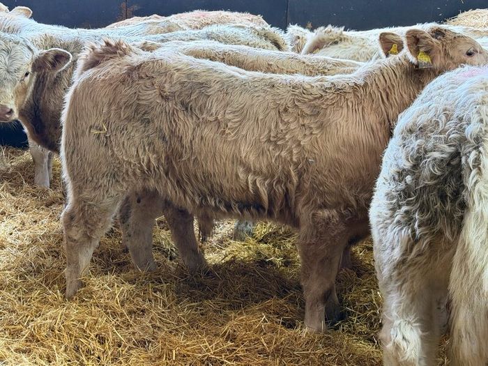 Charolais Bull Calves