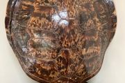 Turtle shell Lamp from the 60's