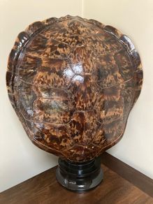 Turtle shell Lamp from the 60's