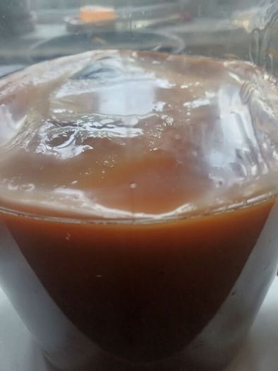 Kombucha scoby with starter tea