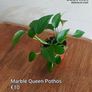 Houseplants Image 4