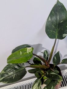Philodendron White Princess Plant
