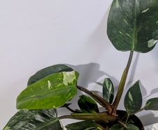 Philodendron White Princess Plant