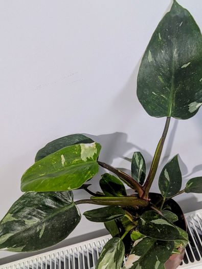 Philodendron White Princess Plant