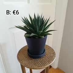 Plant Assortment