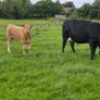 Four Genuine cows and calves Image 4