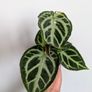 Anthurium Silver Blush Plant Image 2