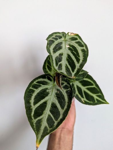 Anthurium Silver Blush Plant