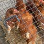Laying hens Image 3