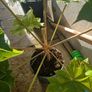Large tetrapanax Image 3