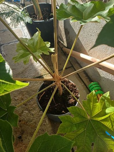 Large tetrapanax