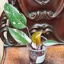 Philodendron Water rooting bundle Image 6
