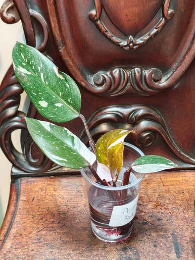 Philodendron Water rooting bundle