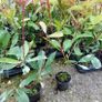 Red Robin Hedging Image 3