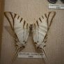 Vintage Framed Real Butterfly Collection With 8 Labelled Specimens Image 7
