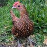 Sebright Chicks and Hatching Eggs Image 7