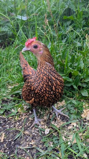 Sebright Chicks and Hatching Eggs