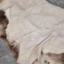 Rug Image 6